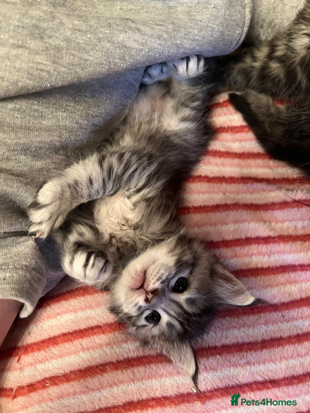 Maine Coon cats for sale: Full breed Mainecoon kittens ready 17th February  - Advert 15