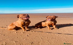 Dogue De Bordeaux dogs for sale: 6 stunning chunky Douge de Bordeux pups - Image 37