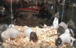 Rat rodents for sale: Baby Dumbo Rats Females  - Image 2