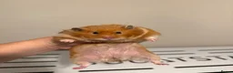 Hamster rodents for sale: Beautiful Tame Female Syrians  - Advert 5