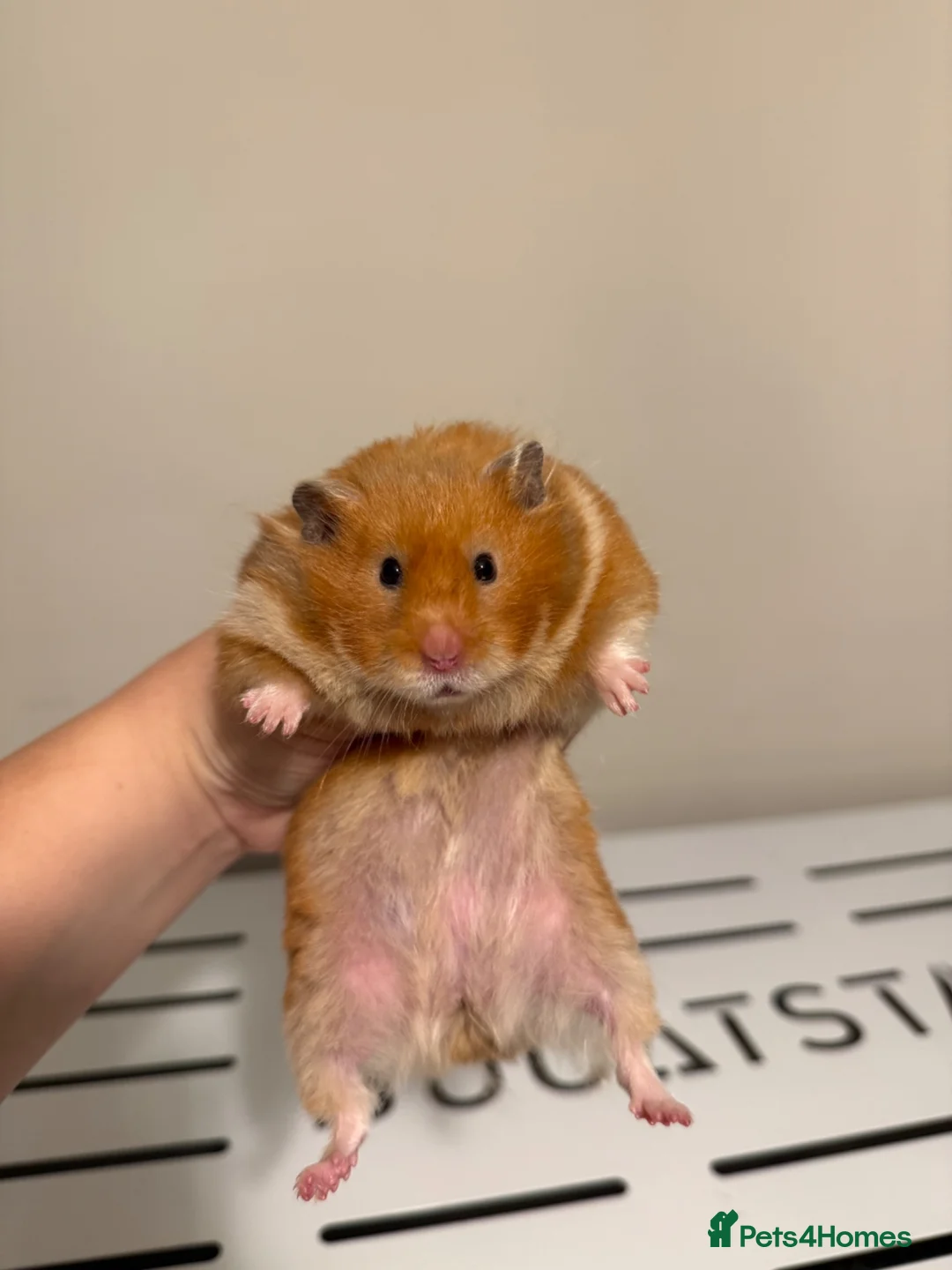 Hamster rodents for sale: Beautiful Tame Female Syrians  - Advert 5
