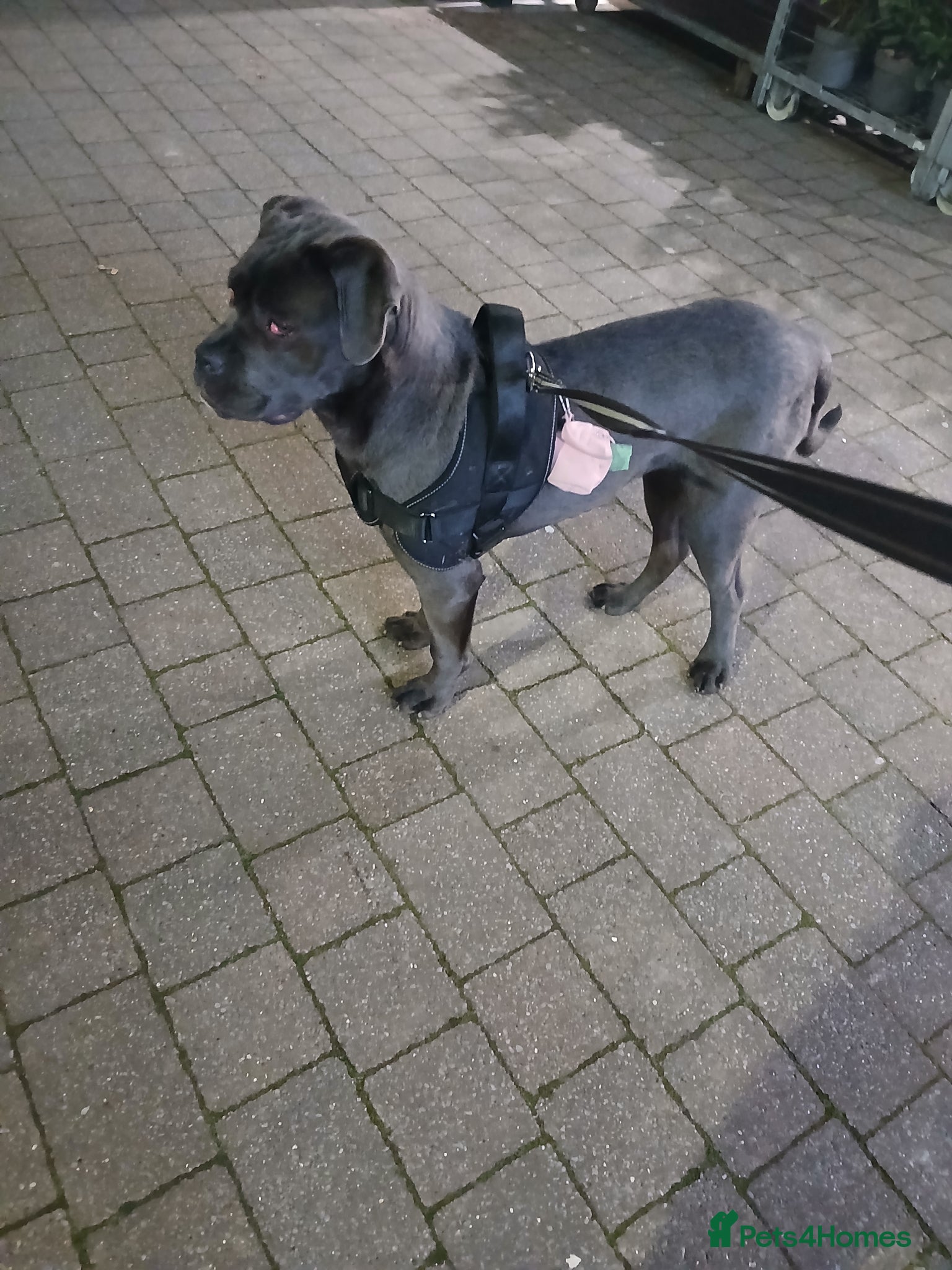 Cane Corso dogs Female  - Advert 7