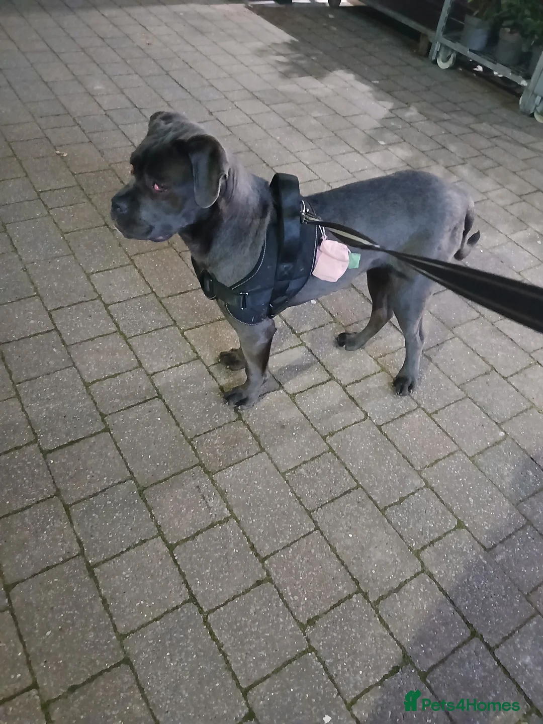 Cane Corso dogs for sale: Female  in Sheffield - Advert 1