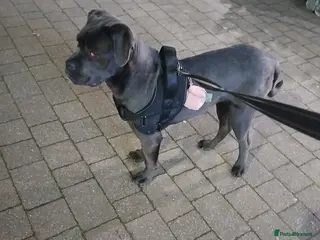 Cane Corso dogs Female - Advert 7