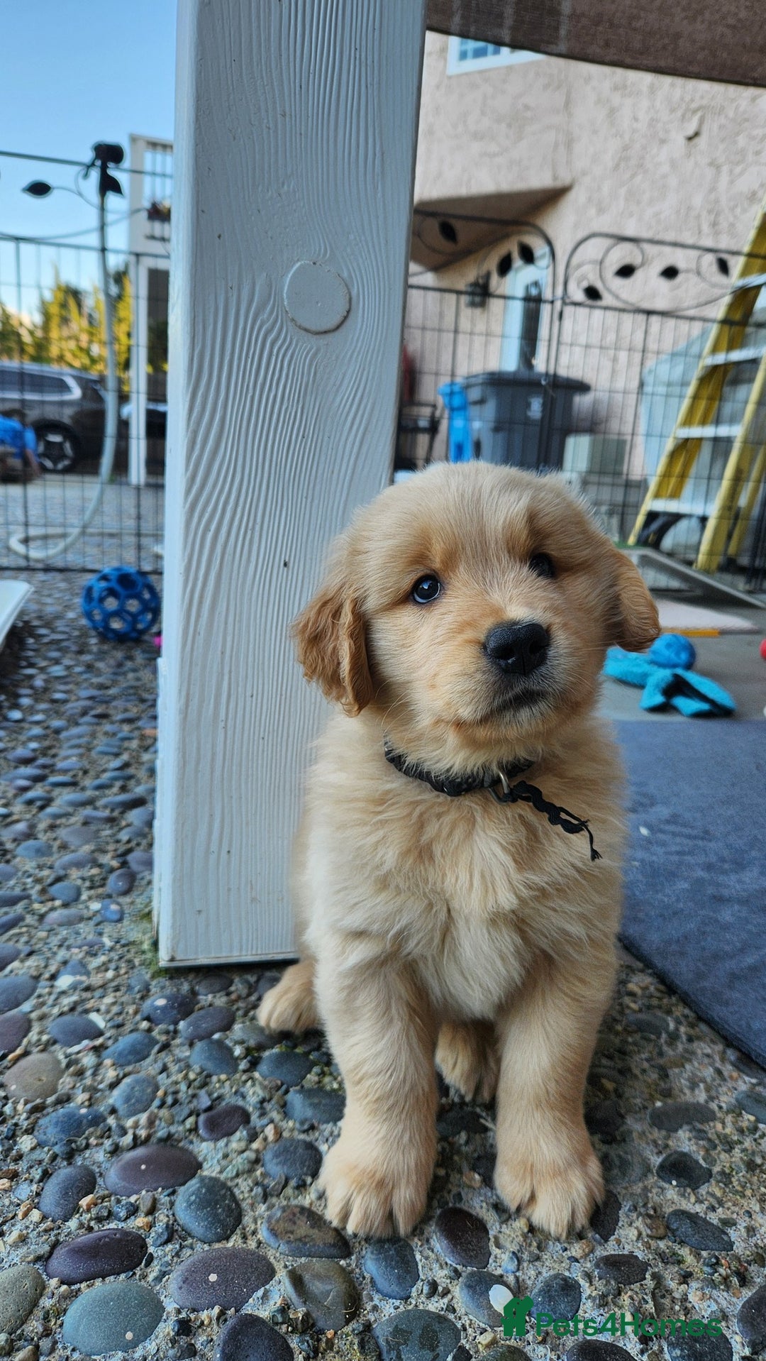 Golden Retriever dogs for sale: Golden retriever pups 5 girls and 4 boy available - Image 3