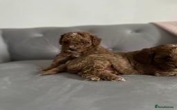 Cavapoo dogs for sale: Stunning Red Cavapoo Boys  - Image 15