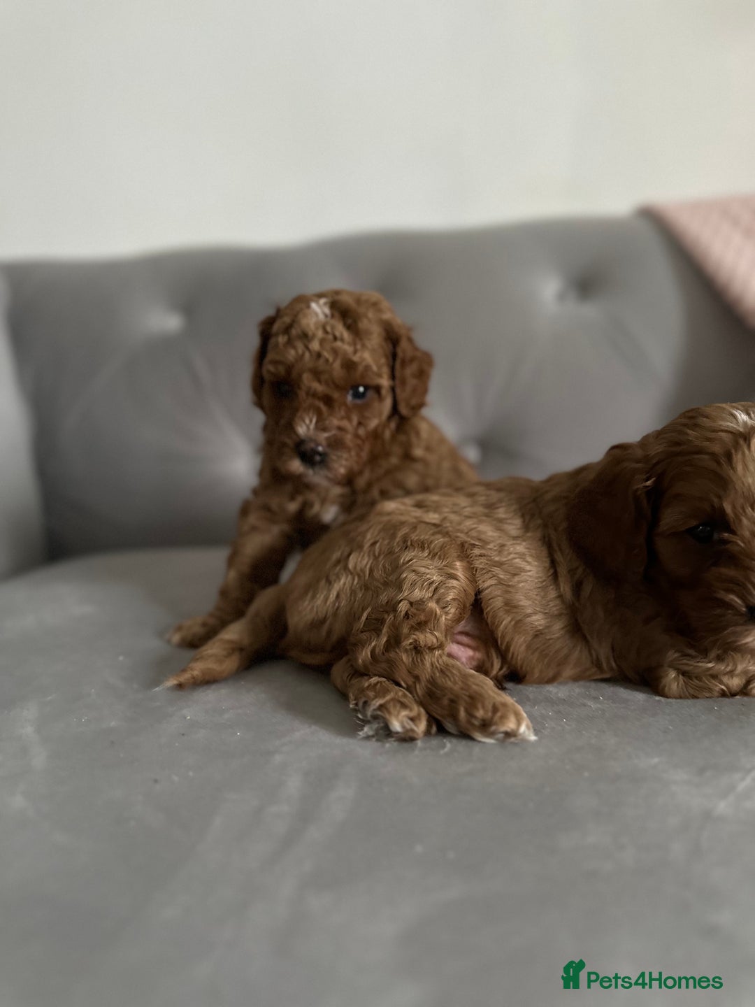 Cavapoo dogs for sale: Stunning Red Cavapoo Boys  - Image 15