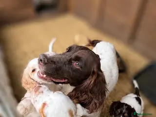 Cocker Spaniel dogs 6 GORGEOUS COCKER SPANIEL PUPS - Advert 1