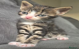 British Longhair cats for sale: Long haired kittens looking for 5* homes - Image 15