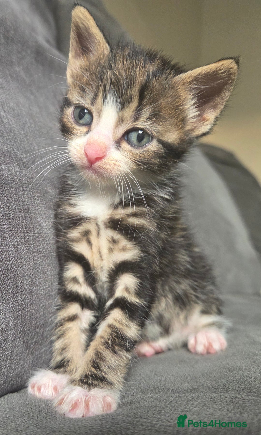 British Longhair cats for sale: Long haired kittens looking for 5* homes - Image 15
