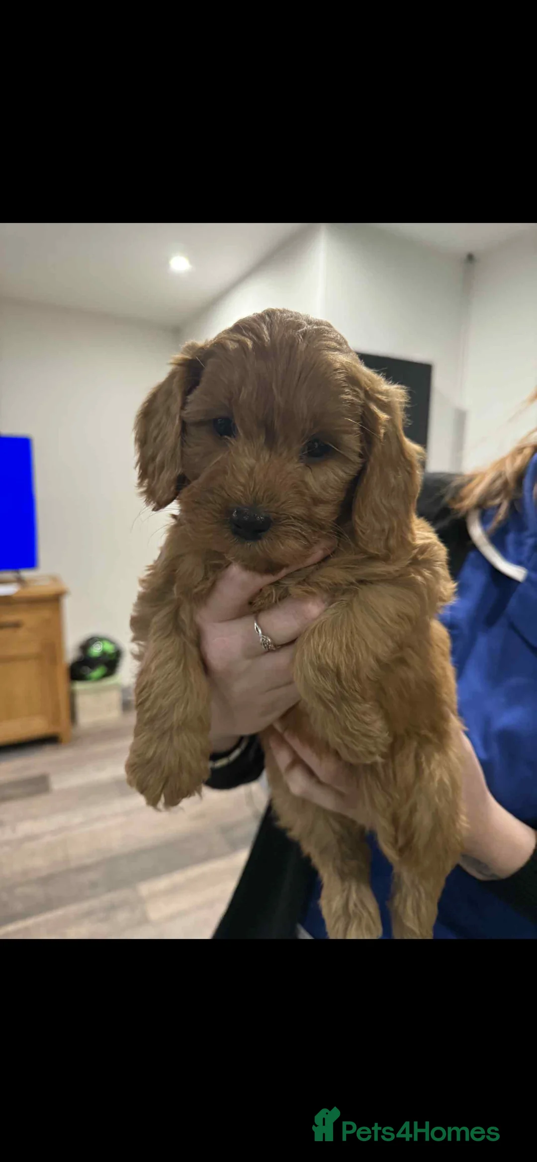 Cockapoo dogs for sale: Adorable F1 cockapoo puppies for sale - Advert 11