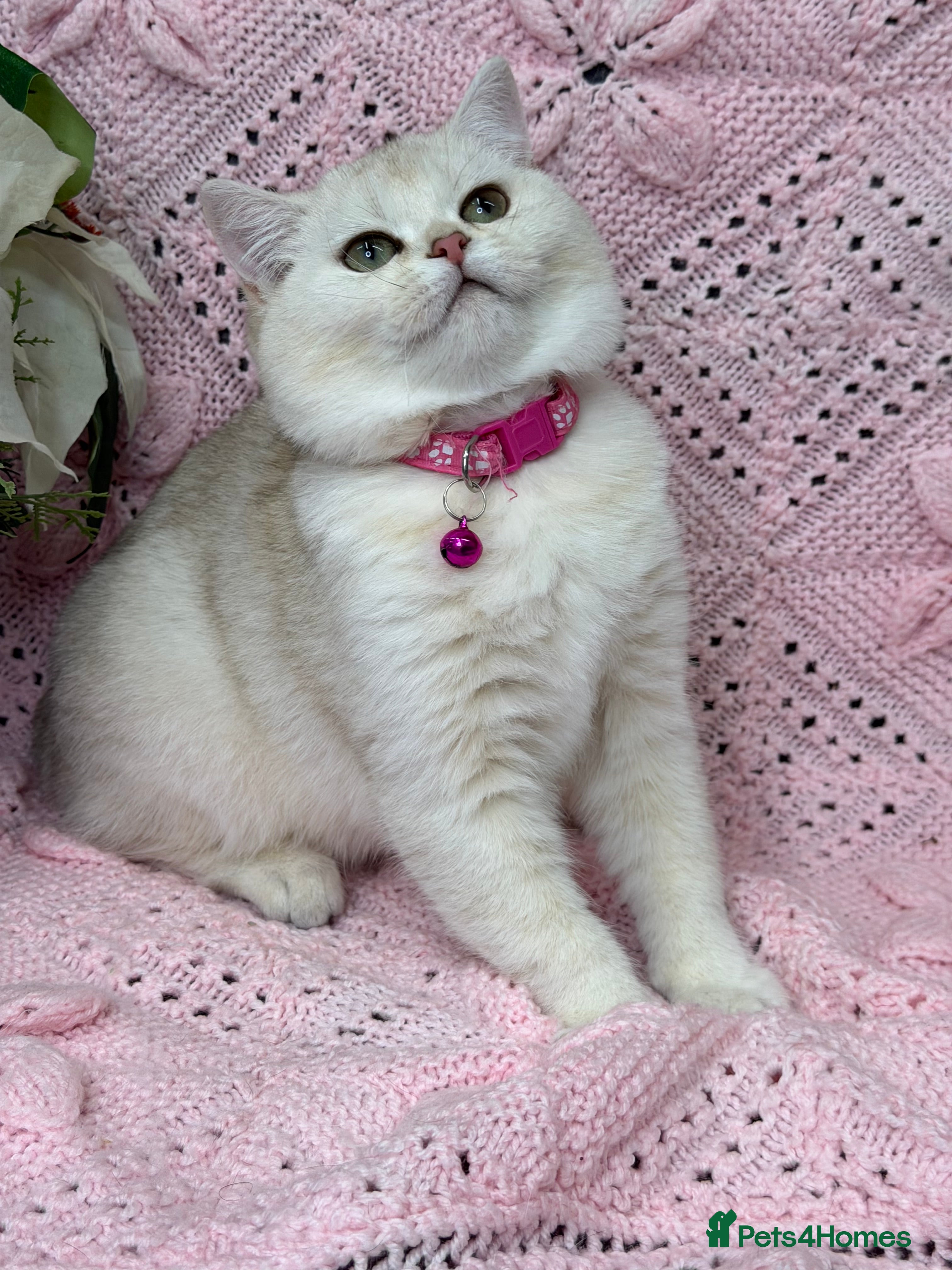 British Shorthair cats Adorable British sh silver shaded TICA - Advert 2