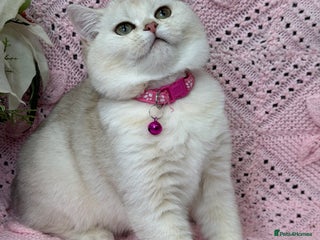 British Shorthair cats Adorable British sh silver shaded TICA - Advert 6