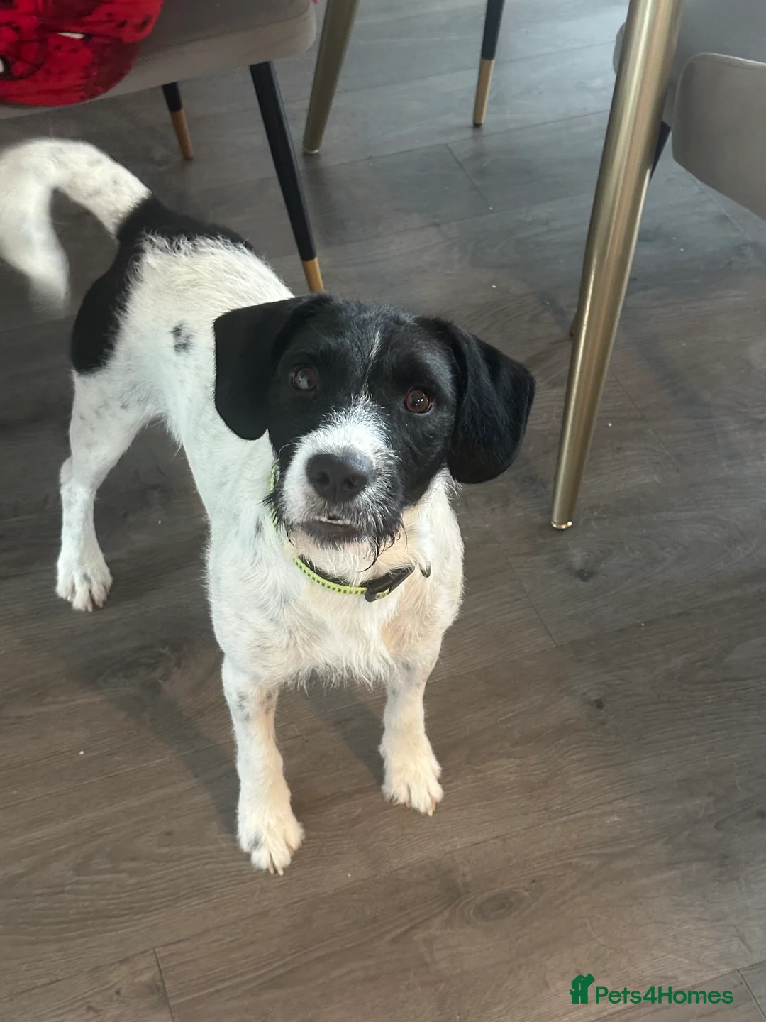 Mixed Breed dogs for sale: English springer spaniel x patterdale  - Advert 2