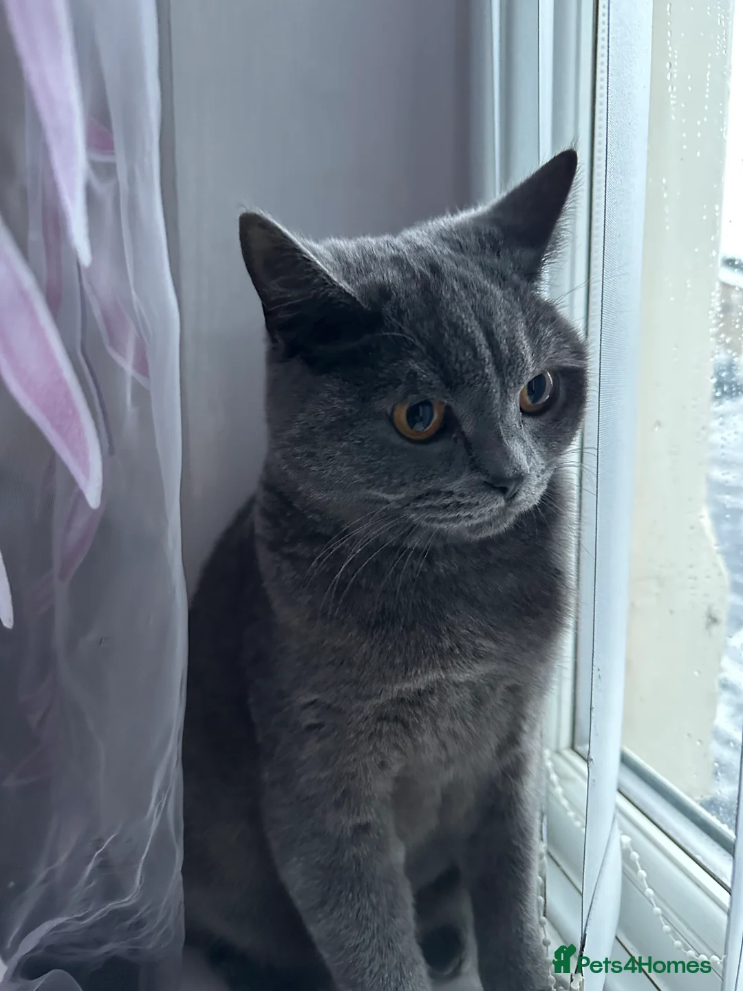 British Shorthair cats for sale: British shorthair female cat - neutered.  - Advert 5