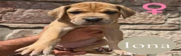 Mixed Breed dogs for sale: GreatDane x CaneCorso Pups-Exceptional Temperament - Advert 12