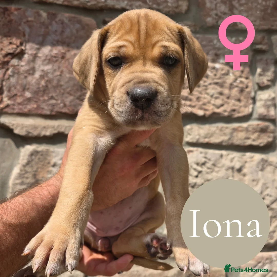 Mixed Breed dogs for sale: GreatDane x CaneCorso Pups-Exceptional Temperament - Advert 12