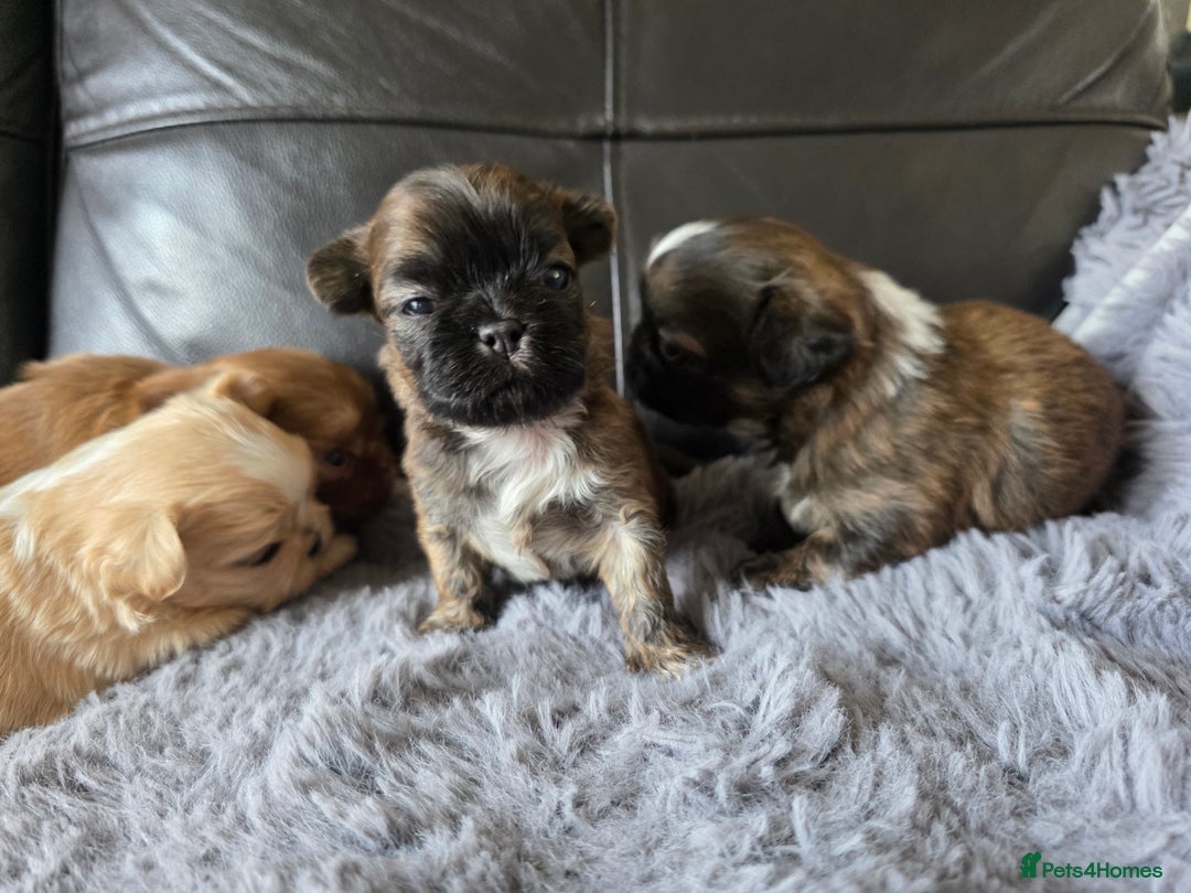 Shih Tzu dogs for sale: Stunning Rare Brindle Imperial Shih Tzu puppies - Image 38