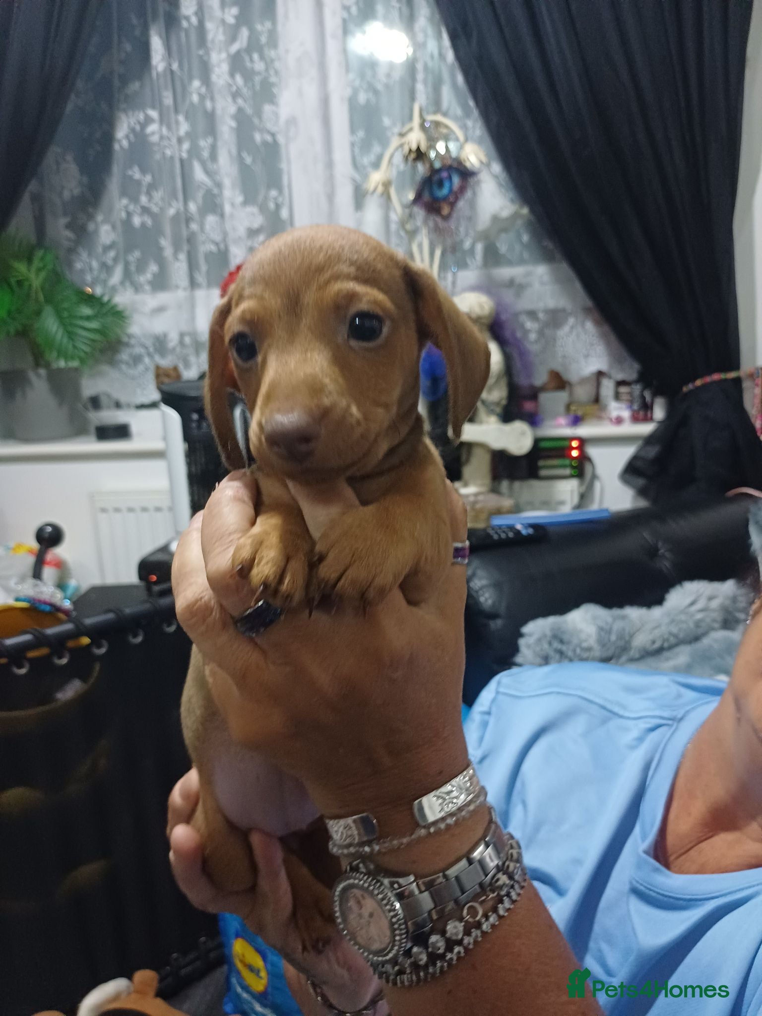 Dachshund dogs for sale: Dachshund  - Advert 1