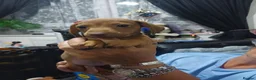 Dachshund dogs for sale: Dachshund  - Advert 1