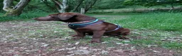 Labrador Retriever dogs for sale: KC Chocolate Labrador from Health Test Parents - Advert 4