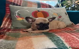 French Bulldog dogs for sale: 2 Female / 2 Male French Bulldog puppies for sale - Image 7