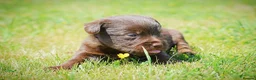Mixed Breed dogs for sale: Beautiful litter of Patterpoo’s   - Advert 11
