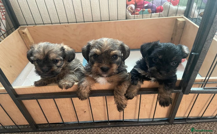 Mixed Breed dogs - Advert 13