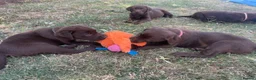 Labrador Retriever dogs for sale: Beautiful Chunky Labrador Puppies  - Advert 4