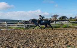 Hungarian warmblood horses for sale: Super 7 yr old mare (Hungarian import) - Image 13