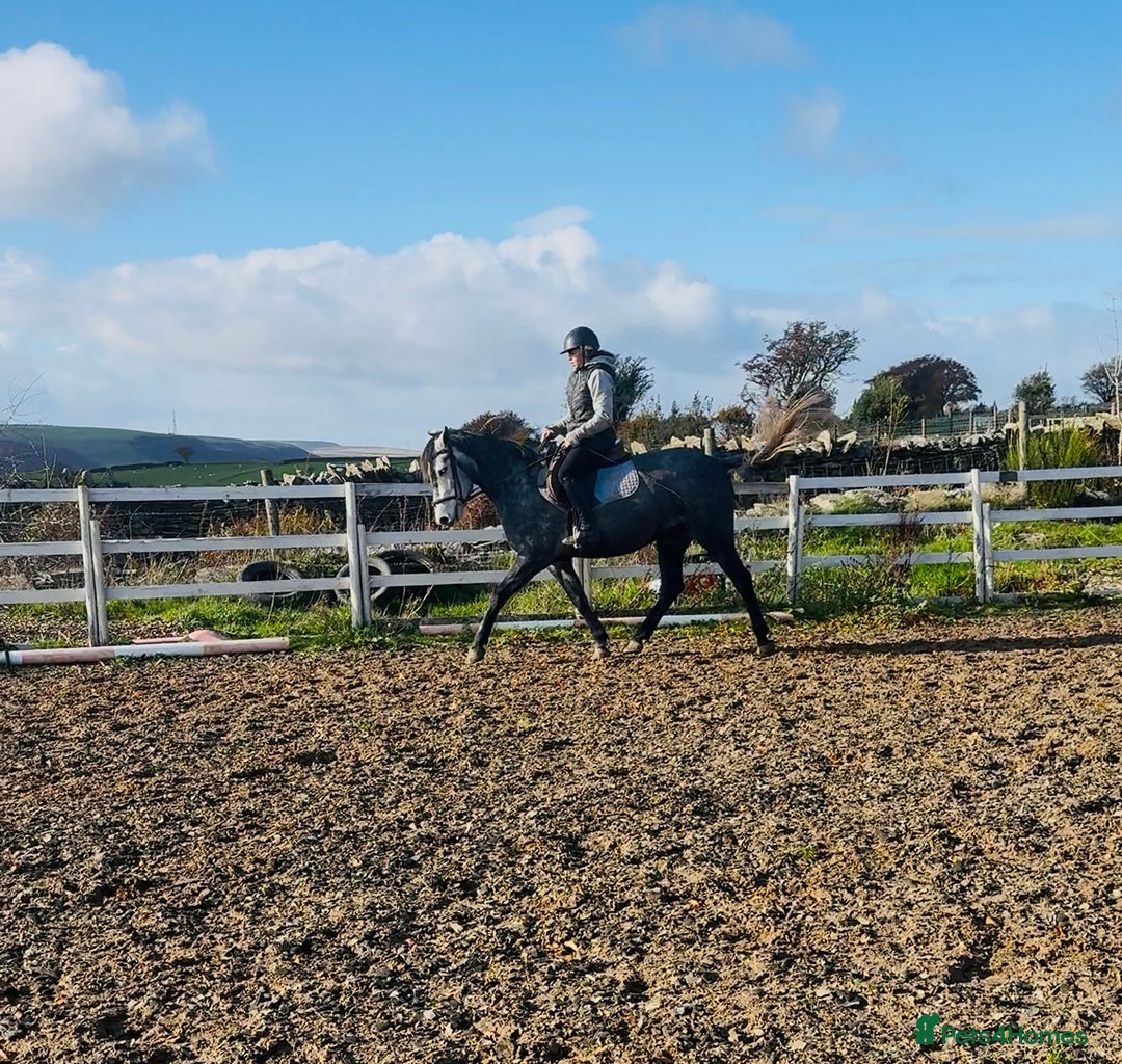 Hungarian warmblood horses for sale: Super 7 yr old mare (Hungarian import) - Image 13