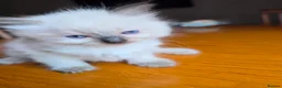 Ragdoll cats for sale: Beautiful Ragdoll Kittens Ready From 11th August - Advert 21