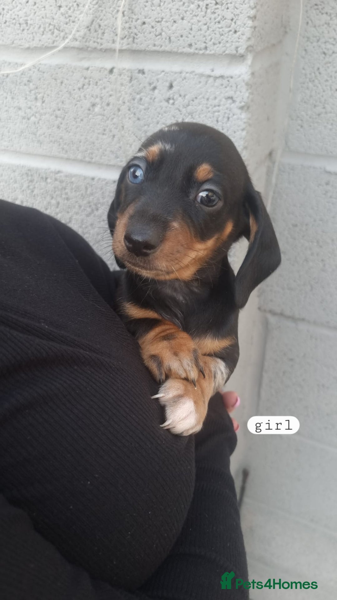 Dachshund dogs for sale: A lovely litter of Dachshund pups  - Image 3