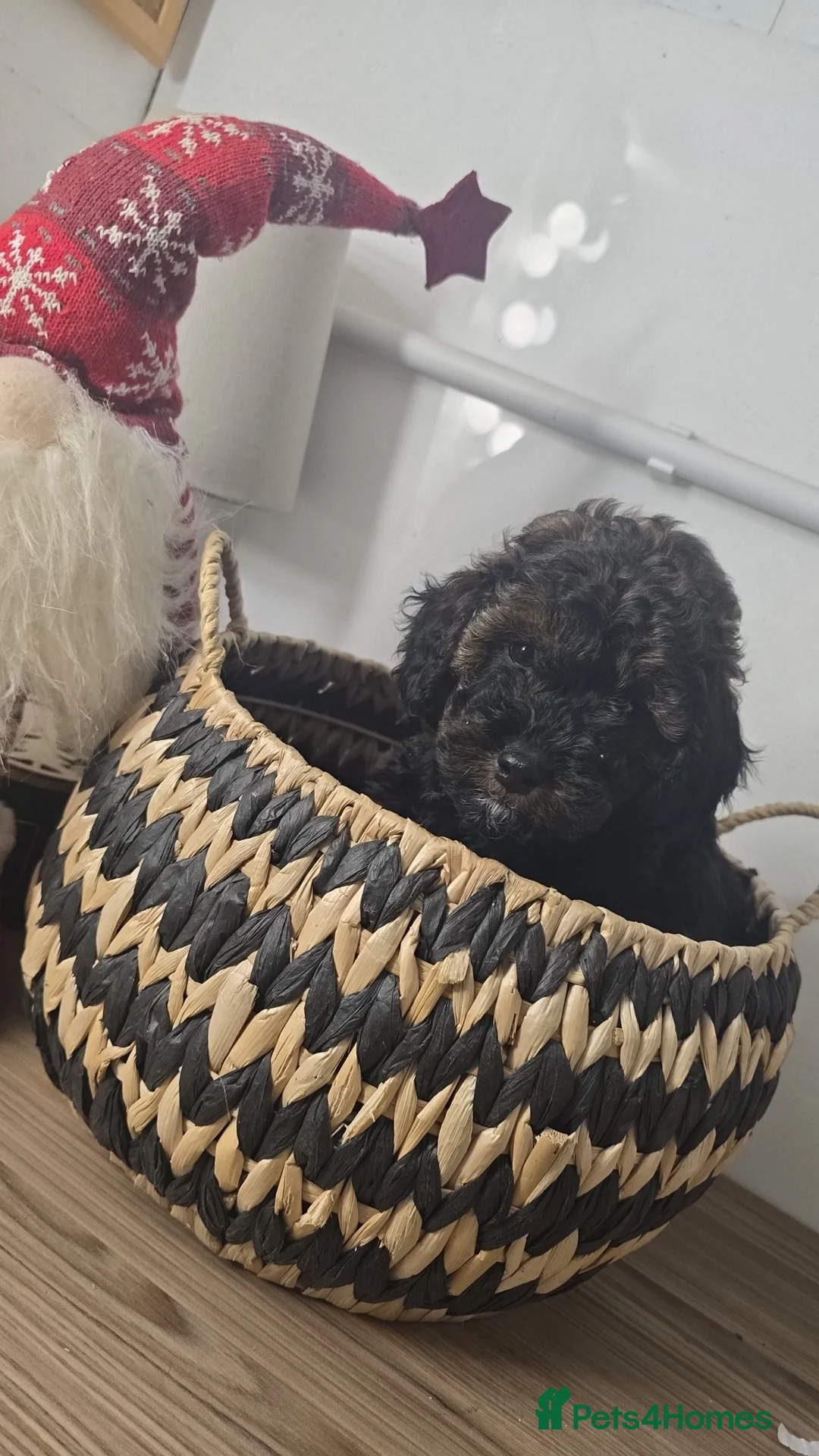 Toy Poodle dogs for sale: Mini merle Poodles - Ready now - Advert 10