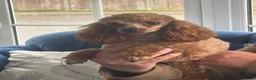 Toy Poodle dogs for stud: KC RED TOY POODLE STUD - Advert 15