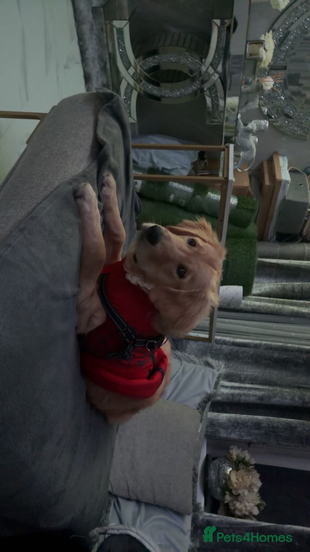 Golden Retriever dogs 🐾 Gorgeous Golden Retriever for a Loving Home 🐾 - Advert 1