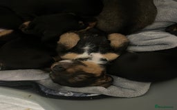 Mixed Breed dogs for sale: 8 beautiful dashaund X Jack Russel puppies  - Image 10