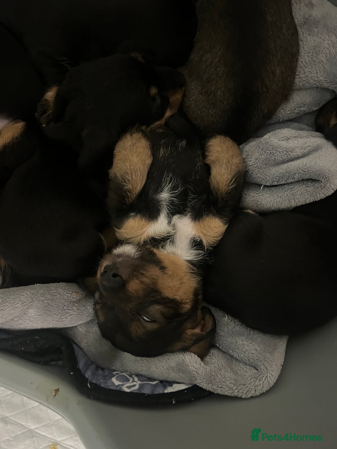 Mixed Breed dogs for sale: 8 beautiful dashaund X Jack Russel puppies  - Image 10