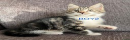 Mixed Breed cats for sale: Amazing kittens for sale  - Advert 9