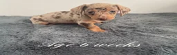 Miniature Dachshund dogs for stud: 🔥Miniature Dachshund🔥KC registered🔥Proven Stud - Advert 6