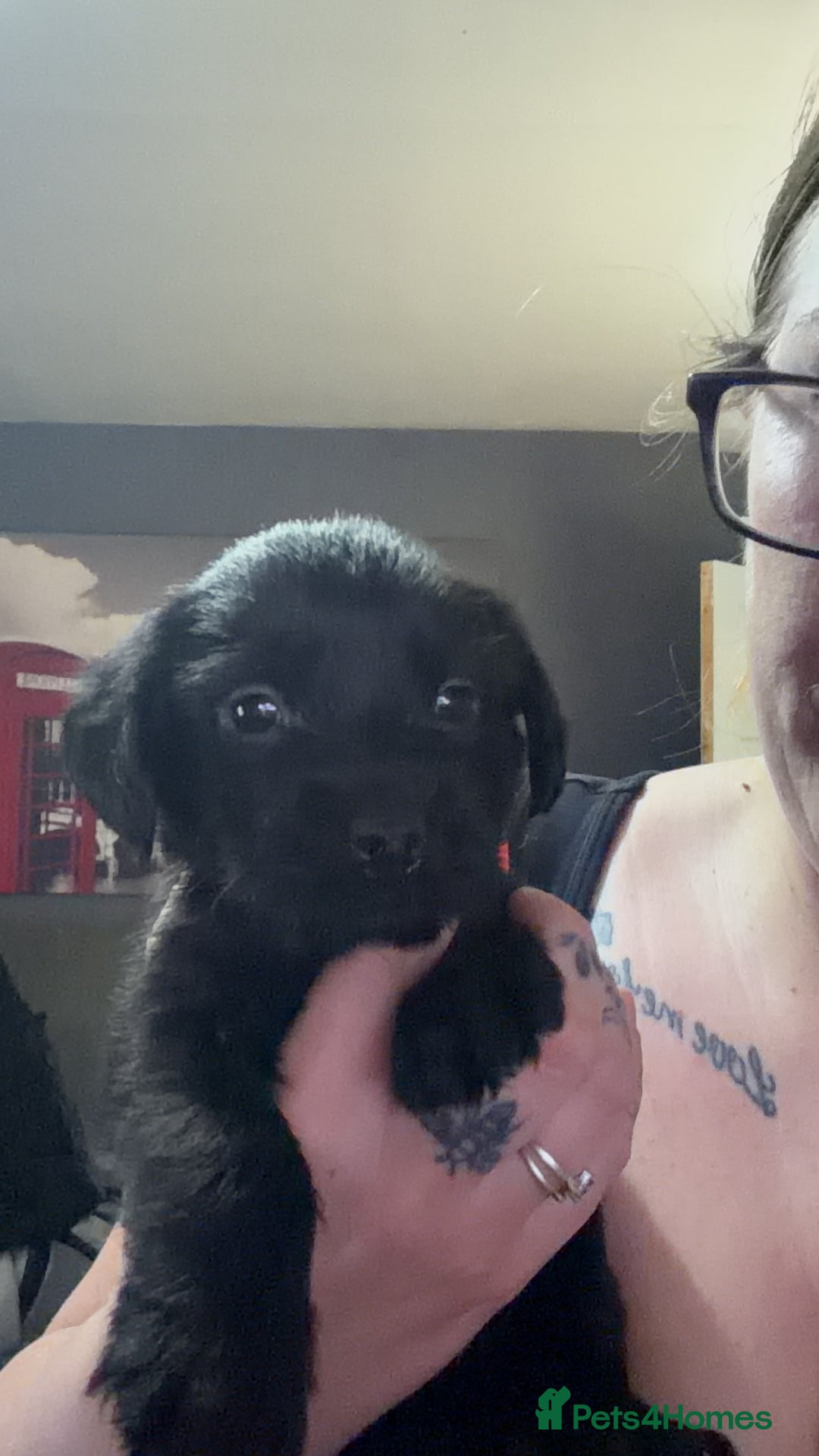 Mixed Breed dogs for sale: Labrador X Yorkshire terrier  - Image 11