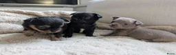 Chihuahua dogs for sale: 3 beautiful chihuahua puppies  - Advert 22