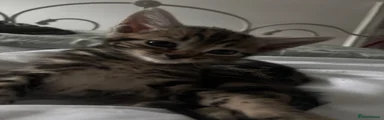 Domestic Shorthair 1