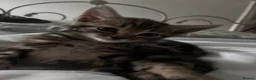 Domestic Shorthair cats for sale: Kittens - Advert 6