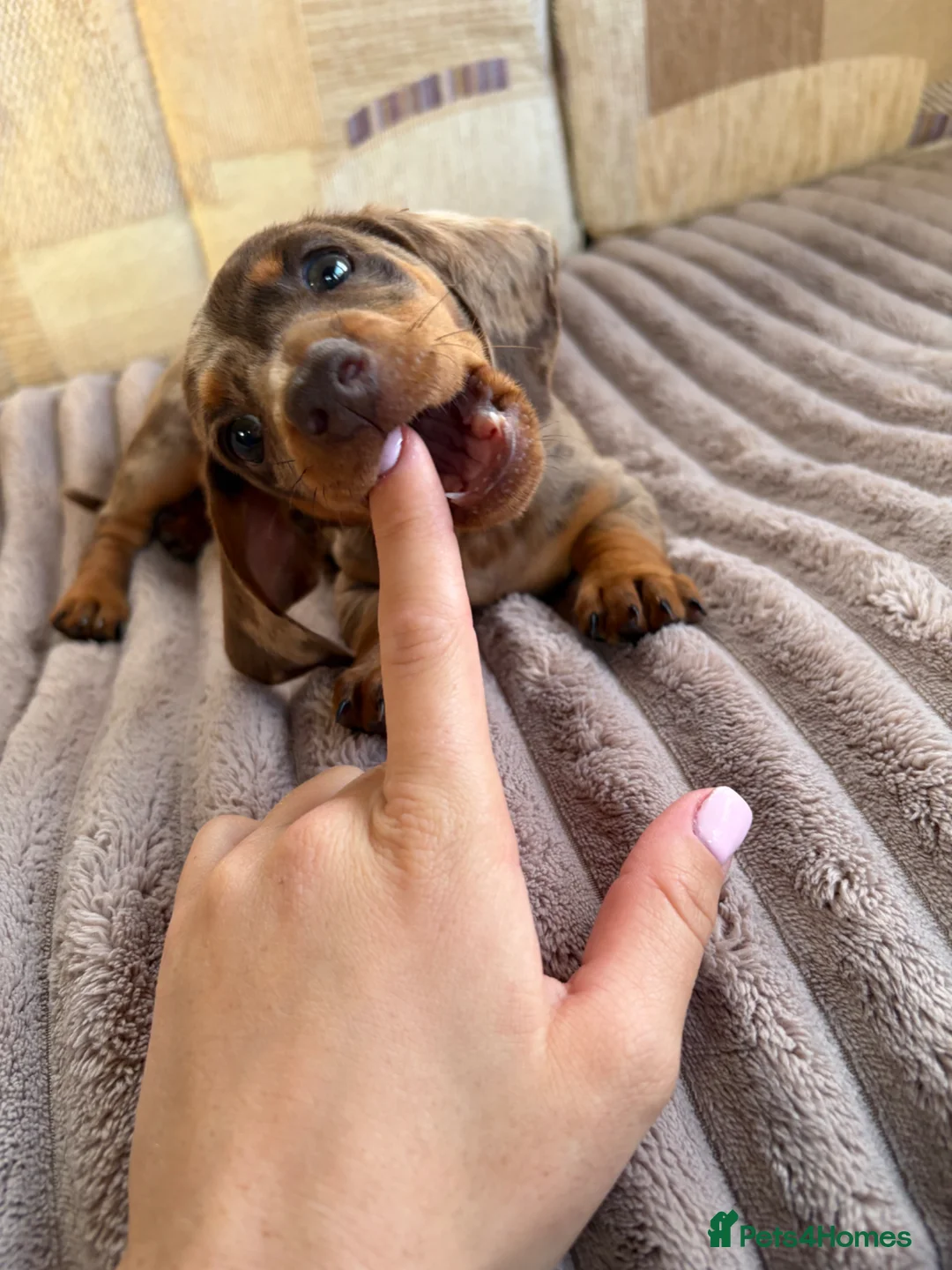 Dachshund dogs for sale: Dapple Dachshund pups  in Bridgwater - Advert 2