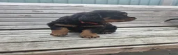 Rottweiler dogs for sale: Long haired Rottweiler  - Advert 7