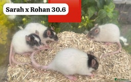 Rat rodents for sale: Baby and young rats ready now. Sheffield - Image 26