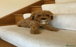 Cavapoo dogs for sale: Cavapoo puppy’s Extensively health tested parents - Image 7