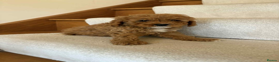 Cavapoo Puppy 1