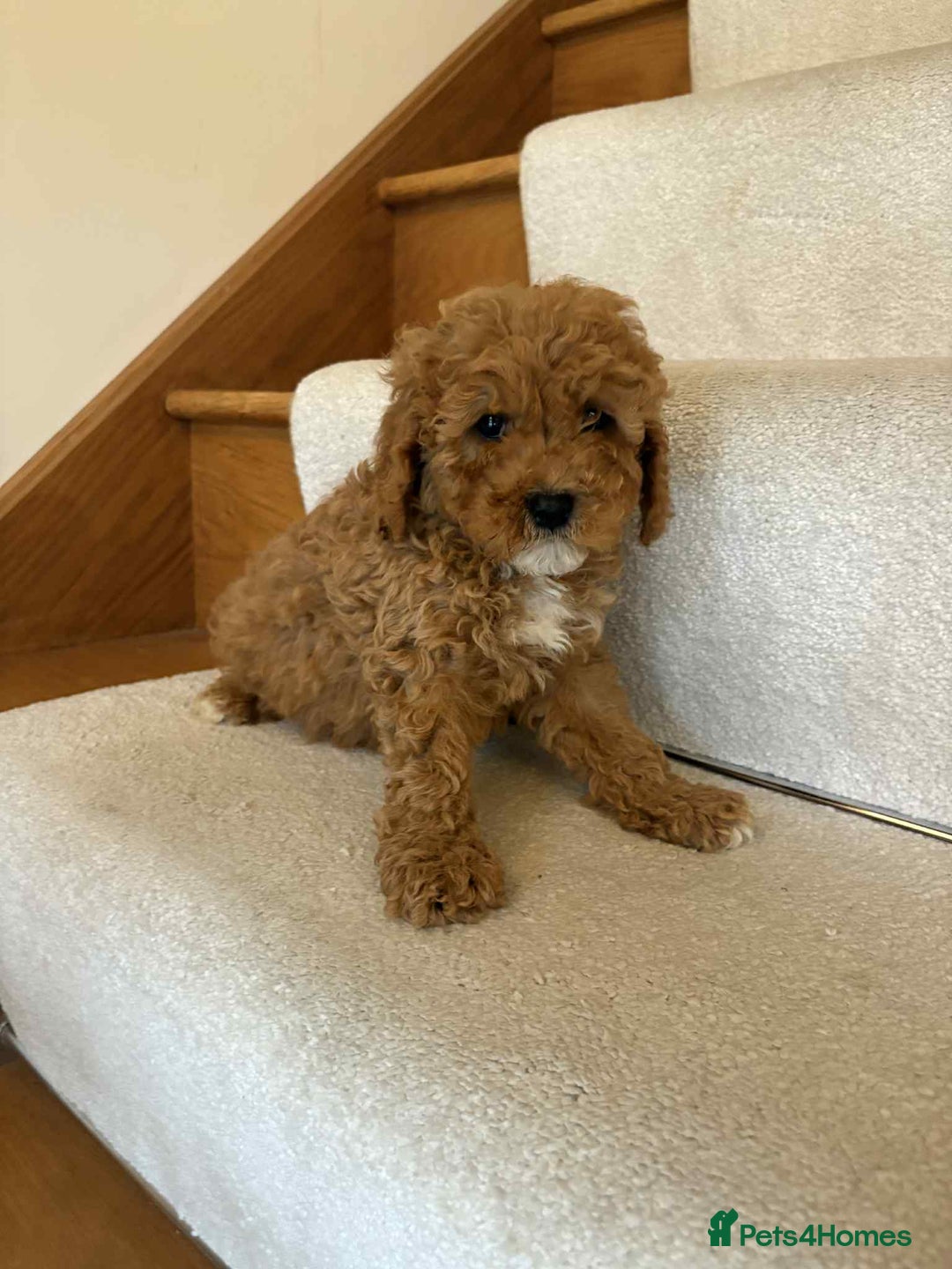 Cavapoo dogs for sale: Cavapoo puppy’s Extensively health tested parents - Image 7